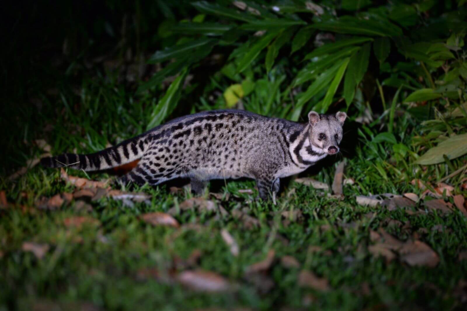 Borneo Rainforest Lodge - Malayan Civet - 