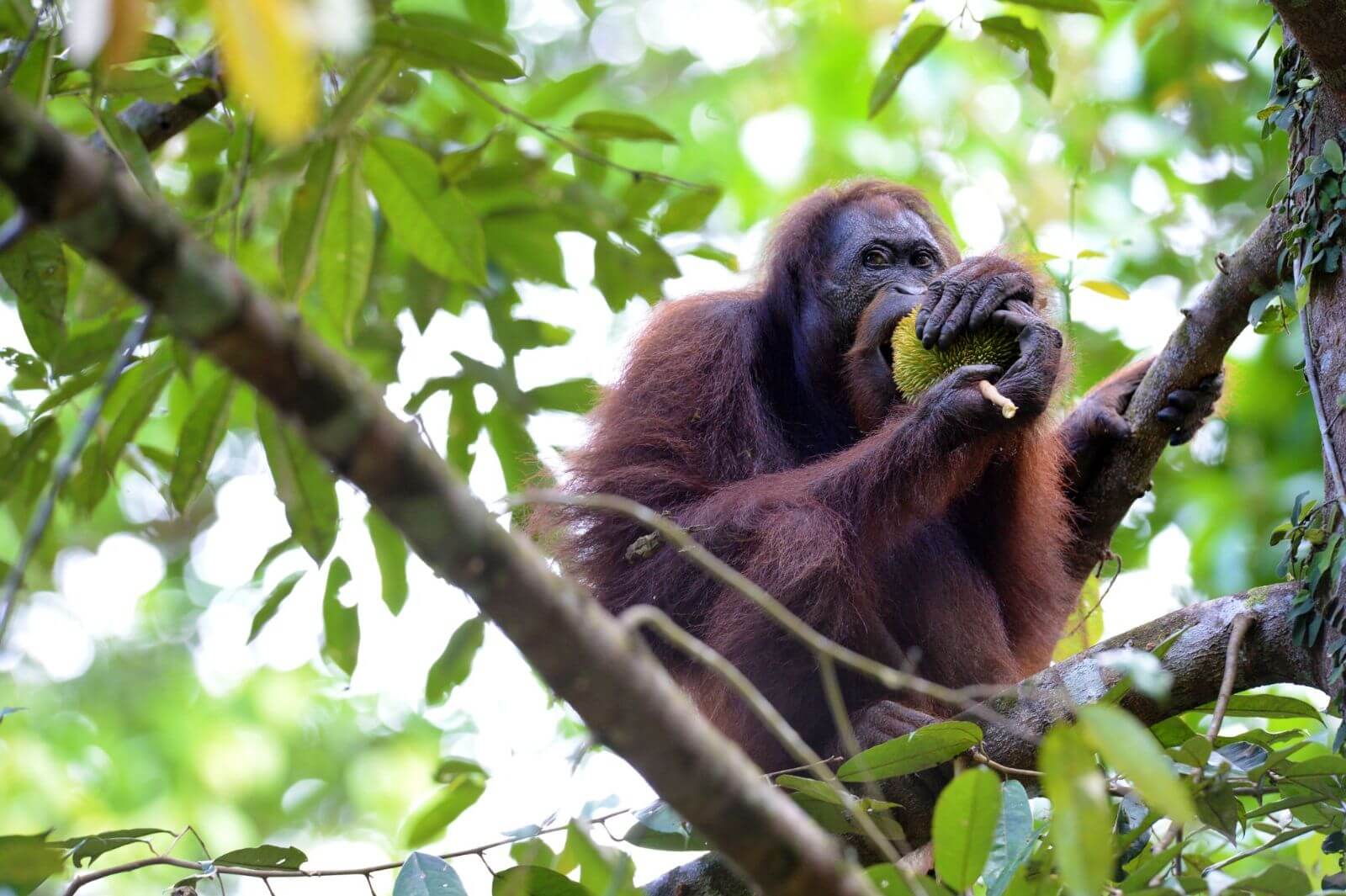 Borneo Rainforest Lodge - Orangutan 2 - 
