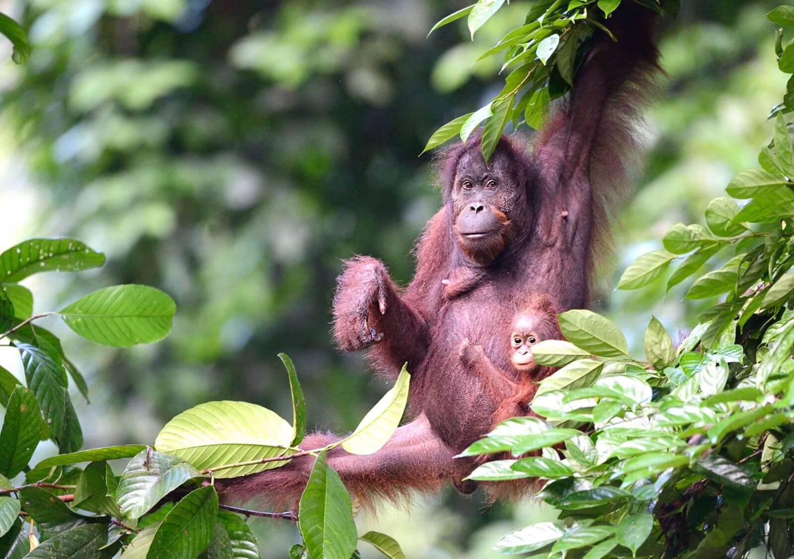 Borneo Rainforest Lodge - Orangutan 3
