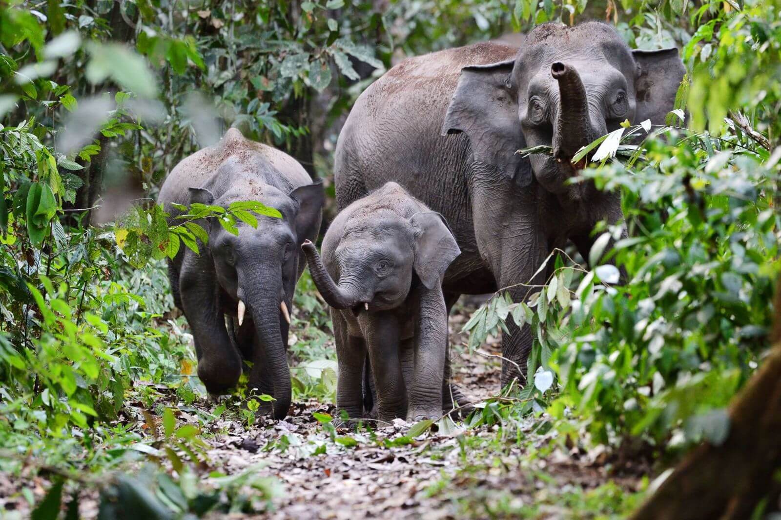 Borneo Rainforest Lodge - Pygmy Elephant 2 - 
