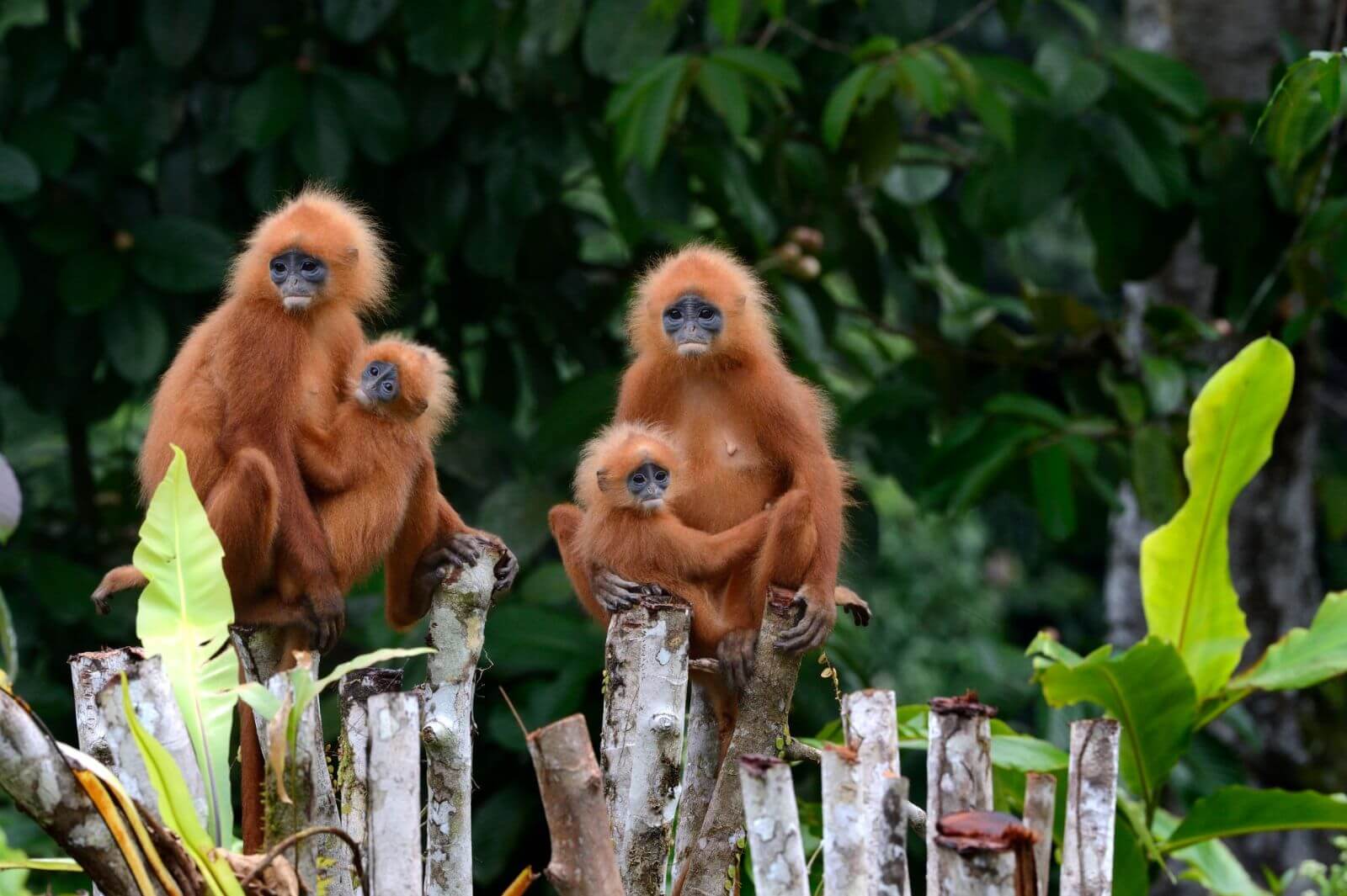 Borneo Rainforest Lodge - Red Leaf Monkey 1