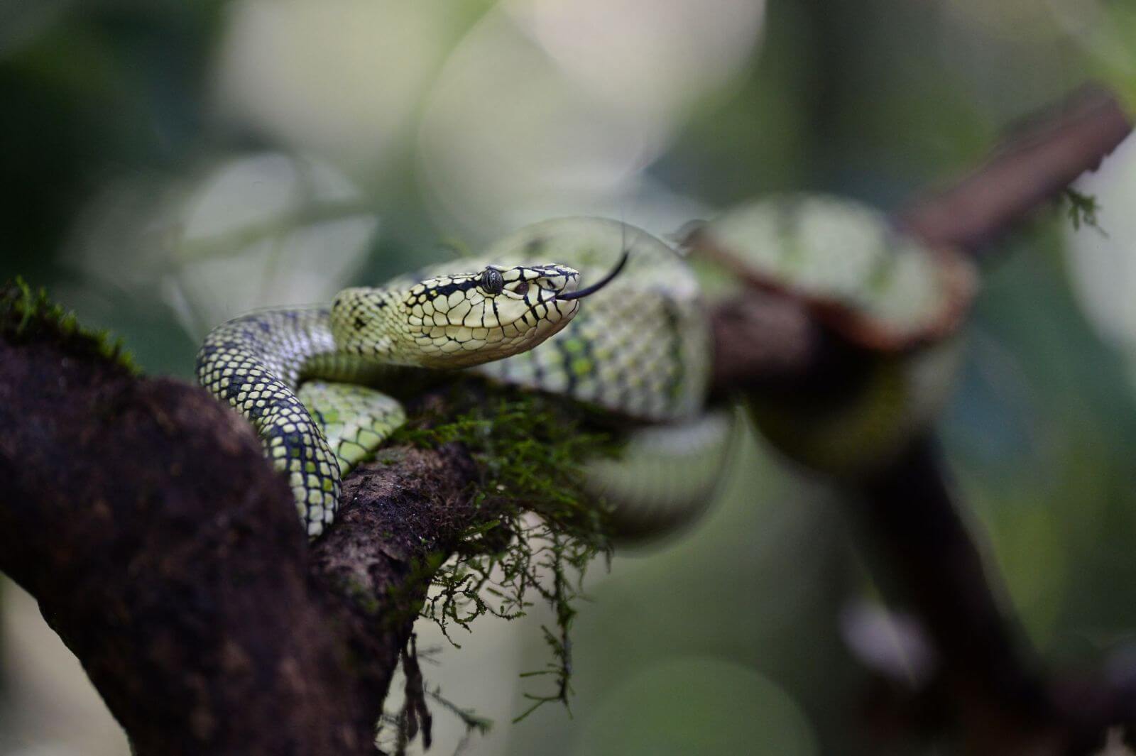 Borneo Rainforest Lodge - Viper - 