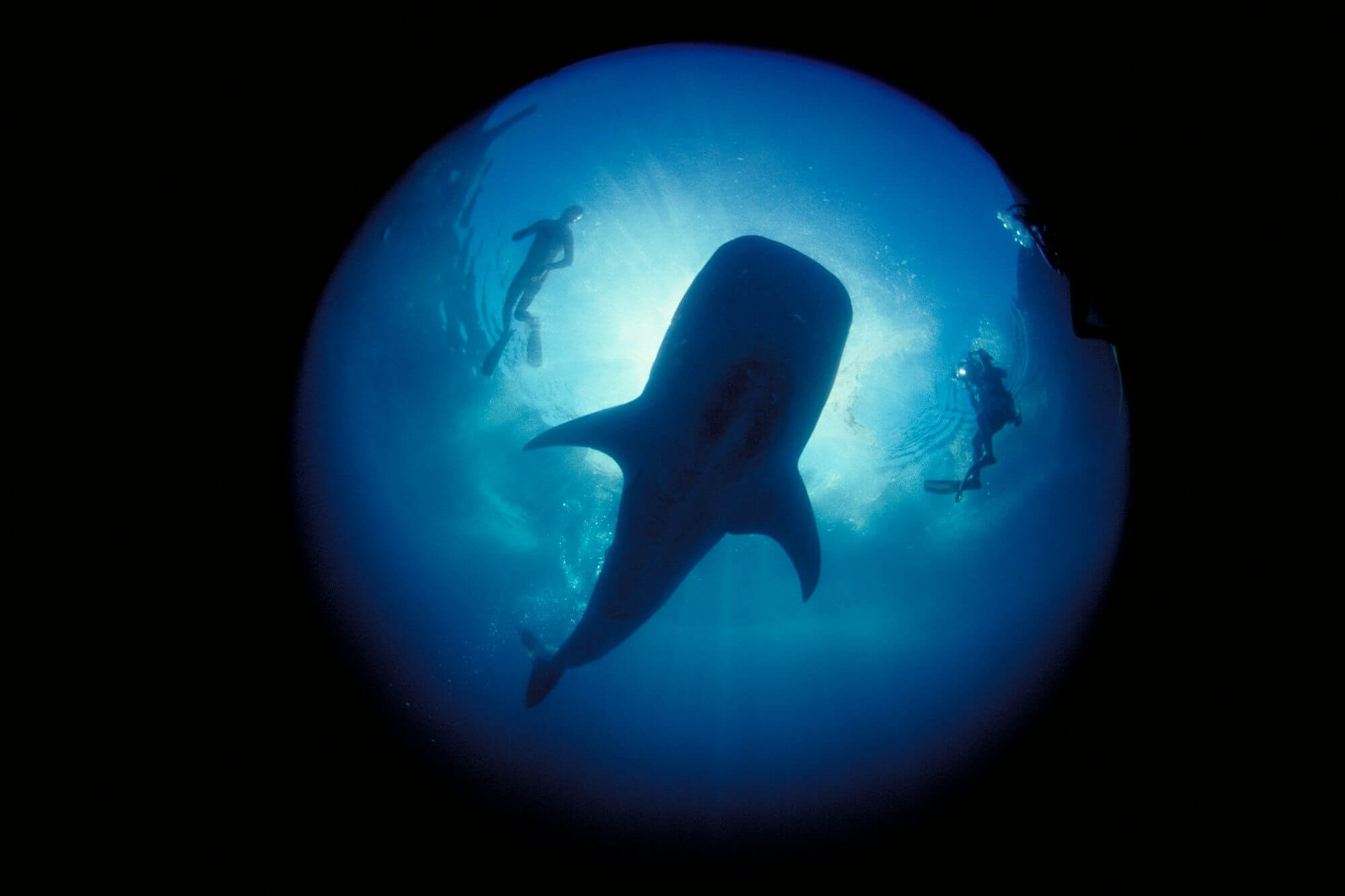 Whale Shark - 