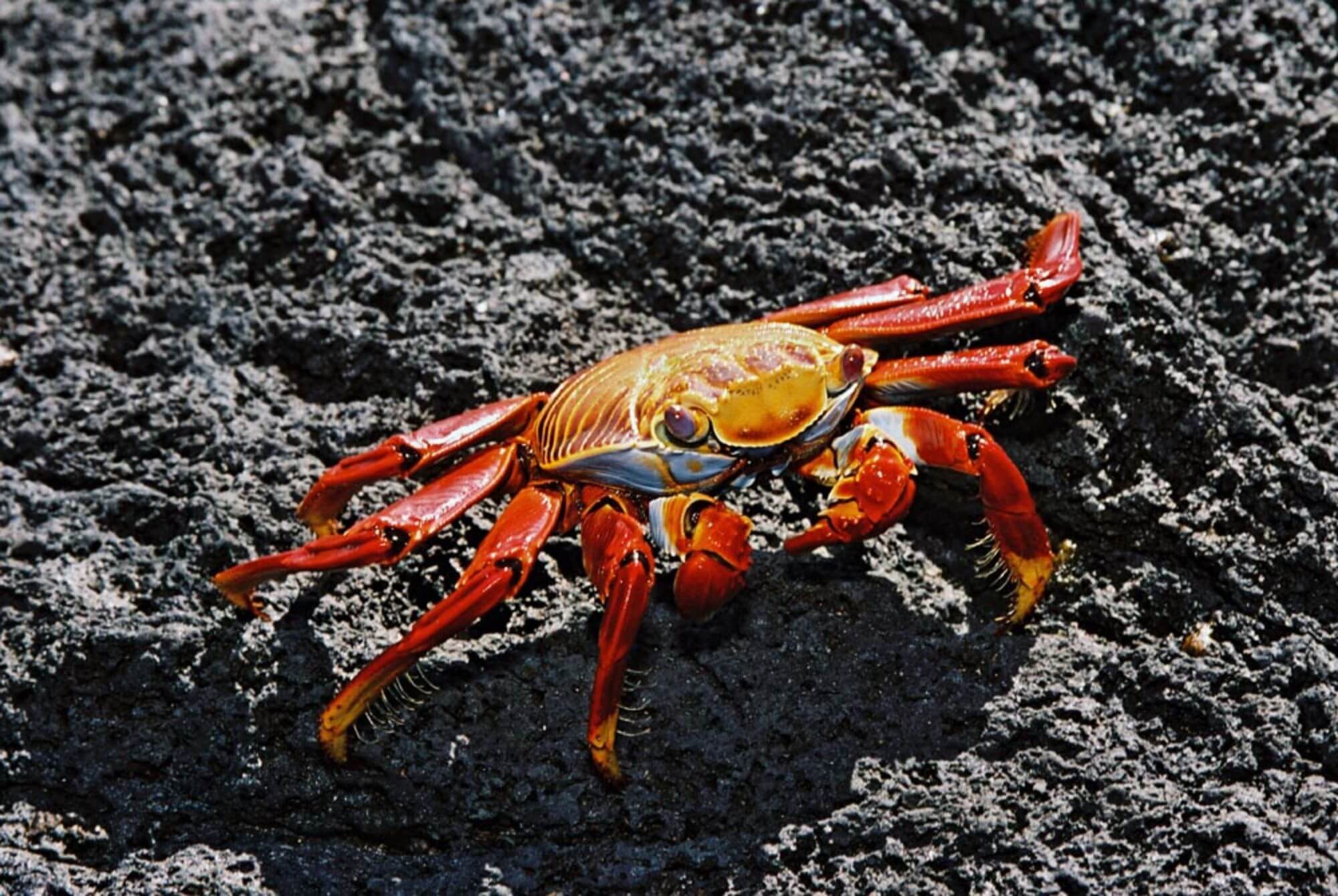 Sally Lightfoot Crab - 