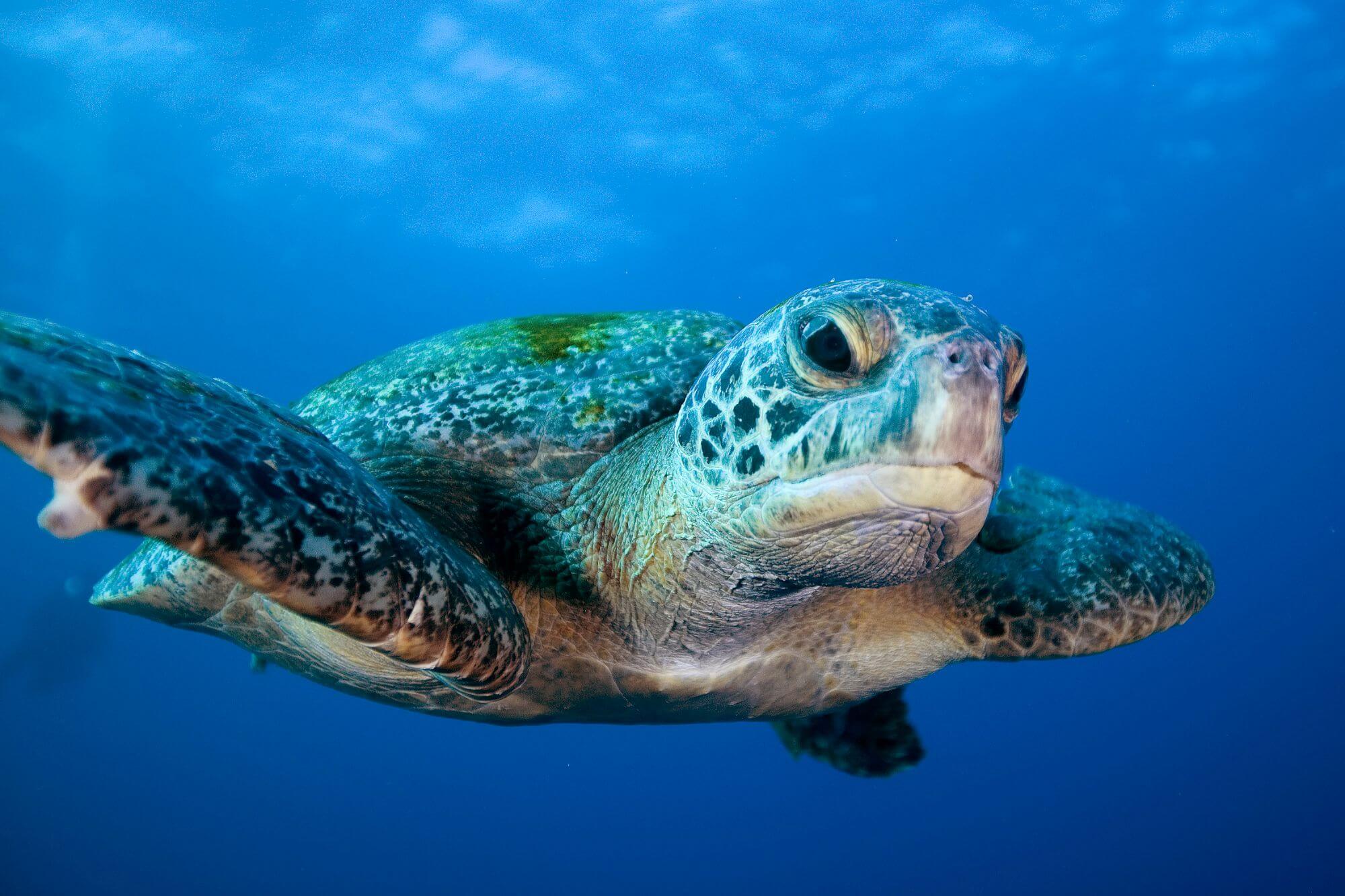 Sea turtle - 