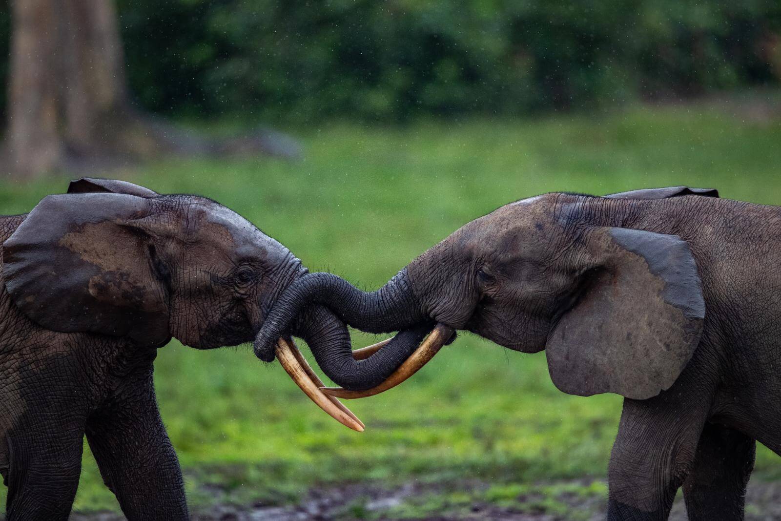 Dzanga Sangha Nationalpark