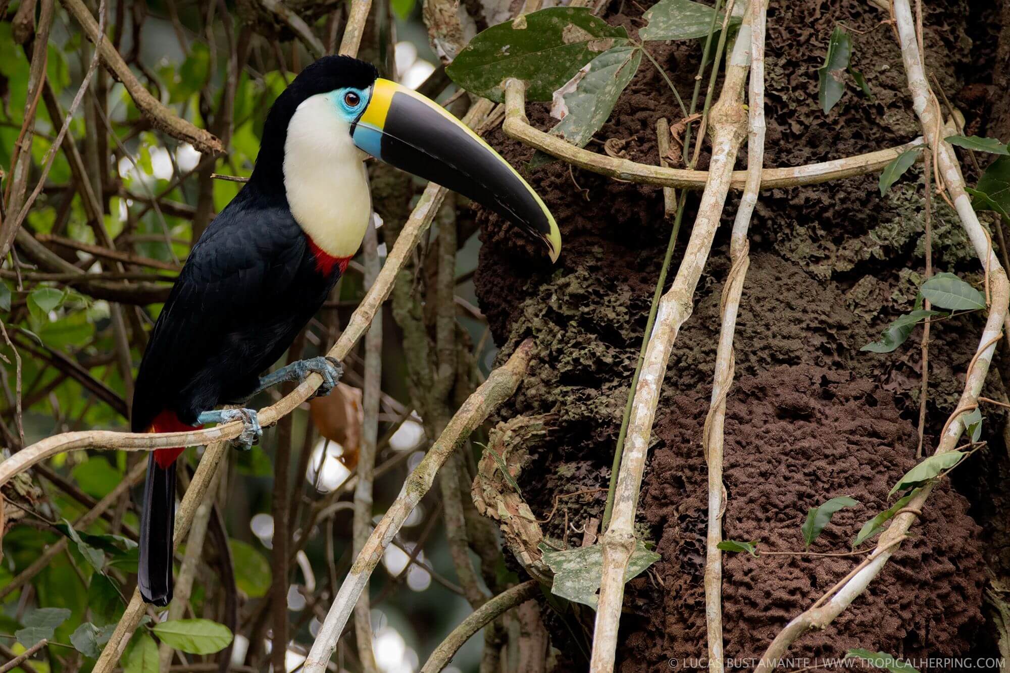 Napo Wildlife Center - Ecuador Amazon (33)