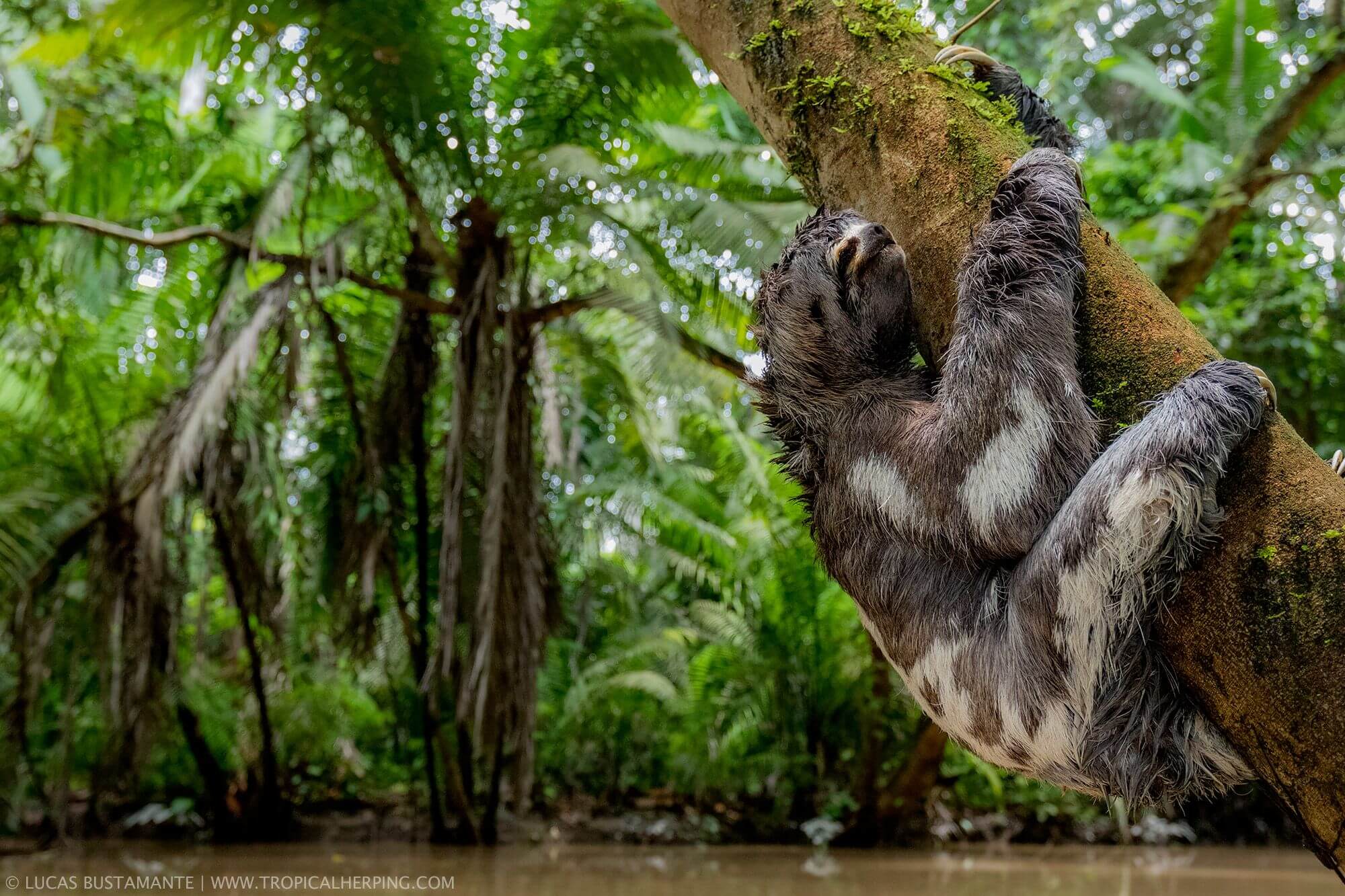 Napo Wildlife Center - Ecuador Amazon (34)