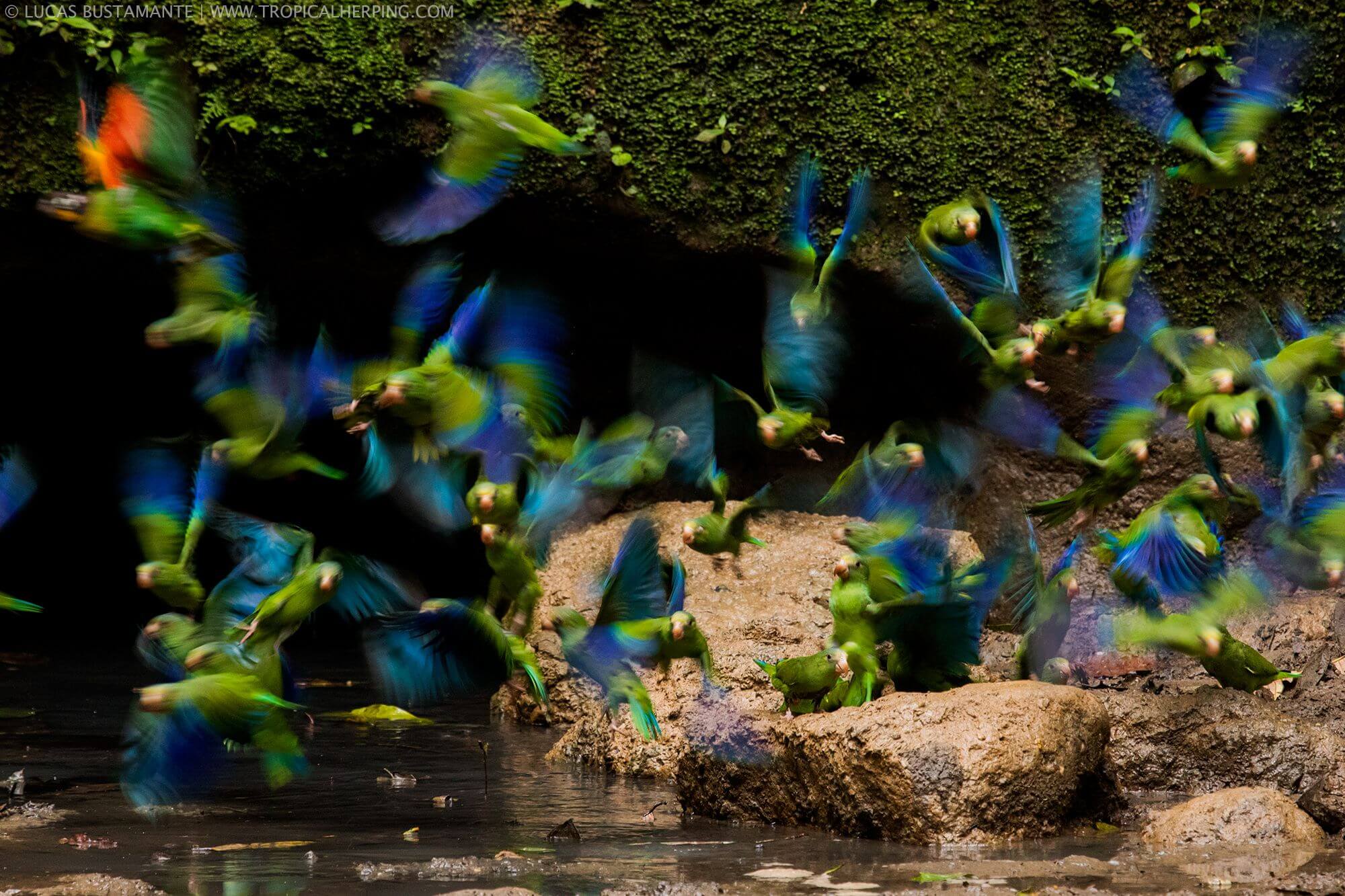 Napo Wildlife Center - Ecuador Amazon (36)
