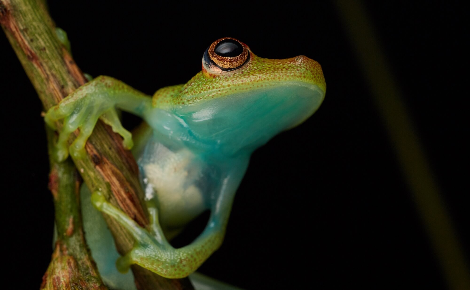 Ecuador Amazonas