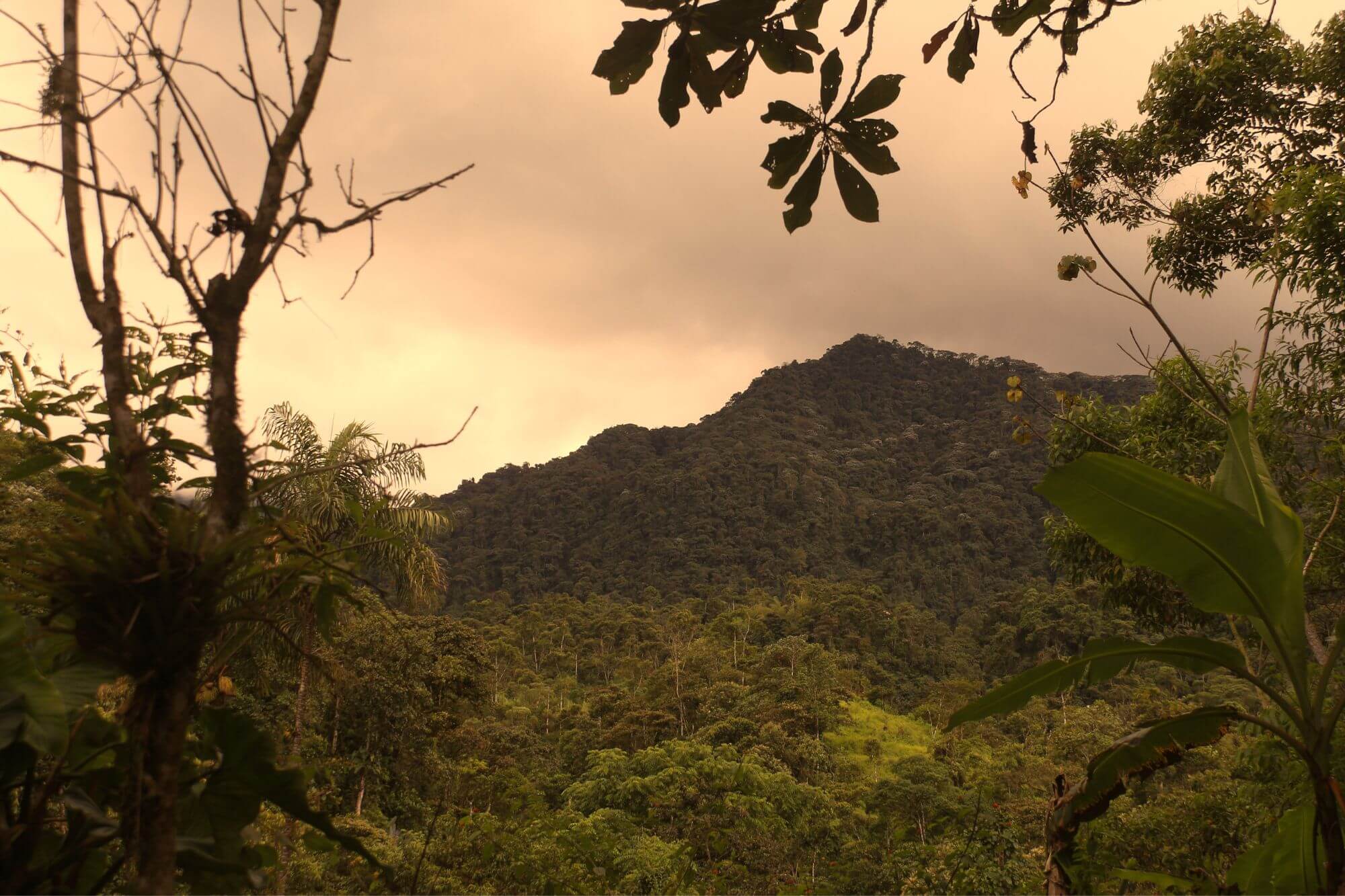 Ecuador Nebelwald