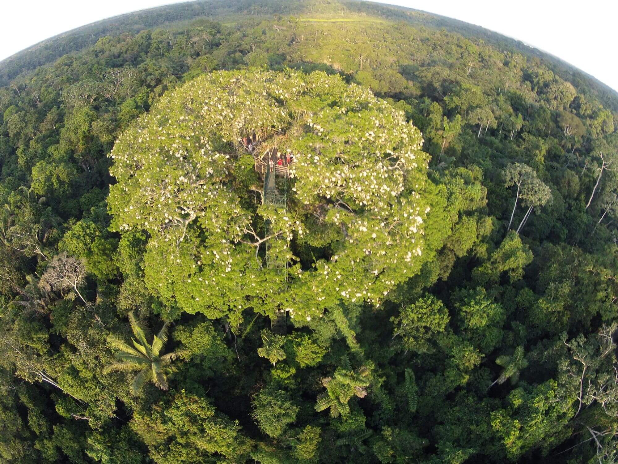 Ecuador Amazon - Sani Lodge (11) - 