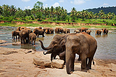 Sri Lanka Grand Safari