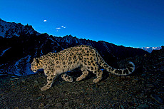 Die Schneeleoparden von Ladakh