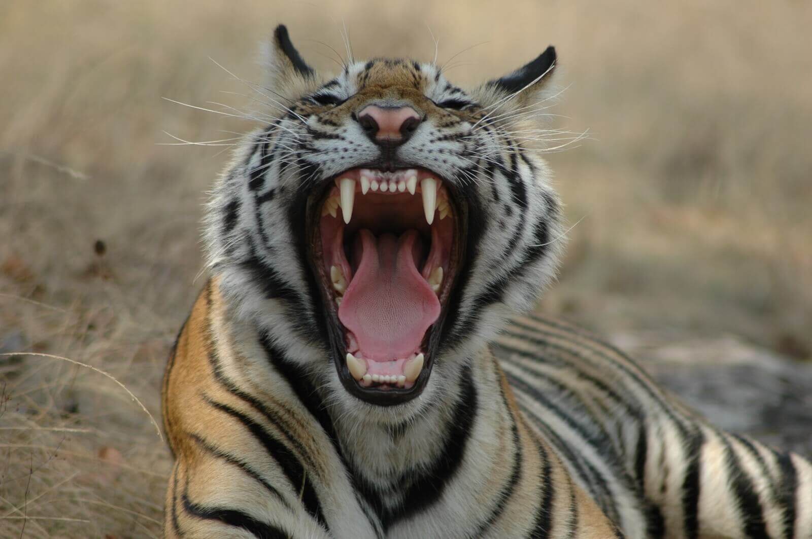 Tigerresorts-Bandhavgahr4 - 
