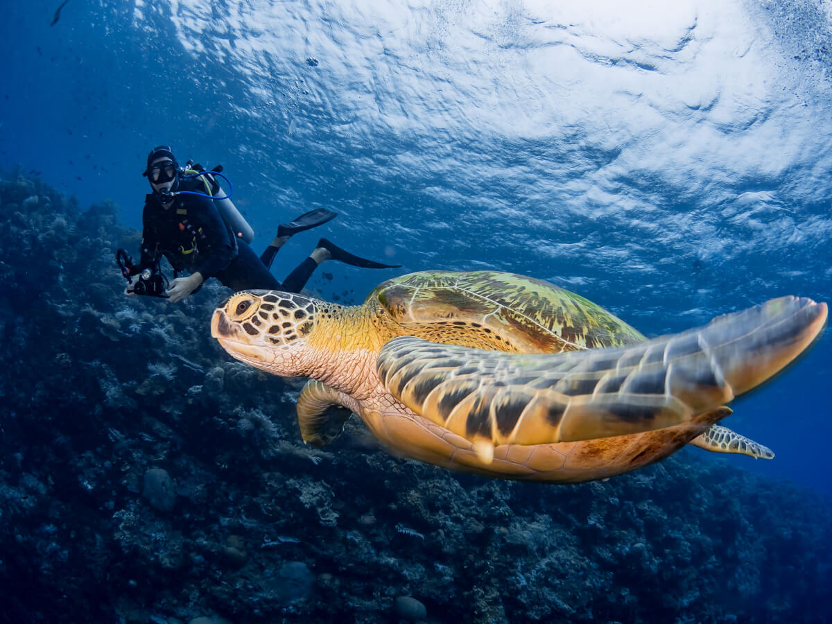 Murex Manado - Diver & Turtle Bunaken