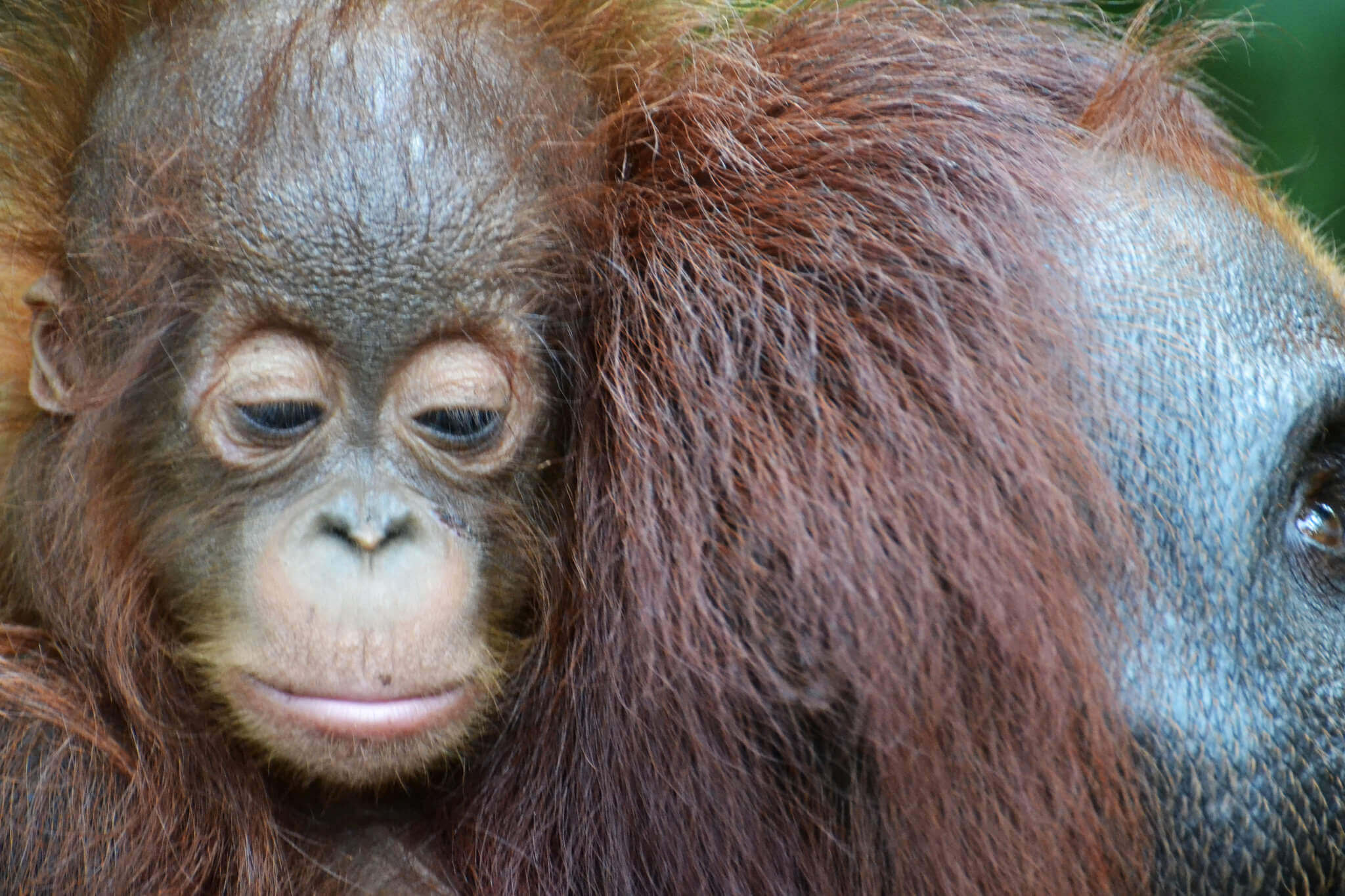 Uljin,Victor-TanjungPuting-Orangutan4 - 