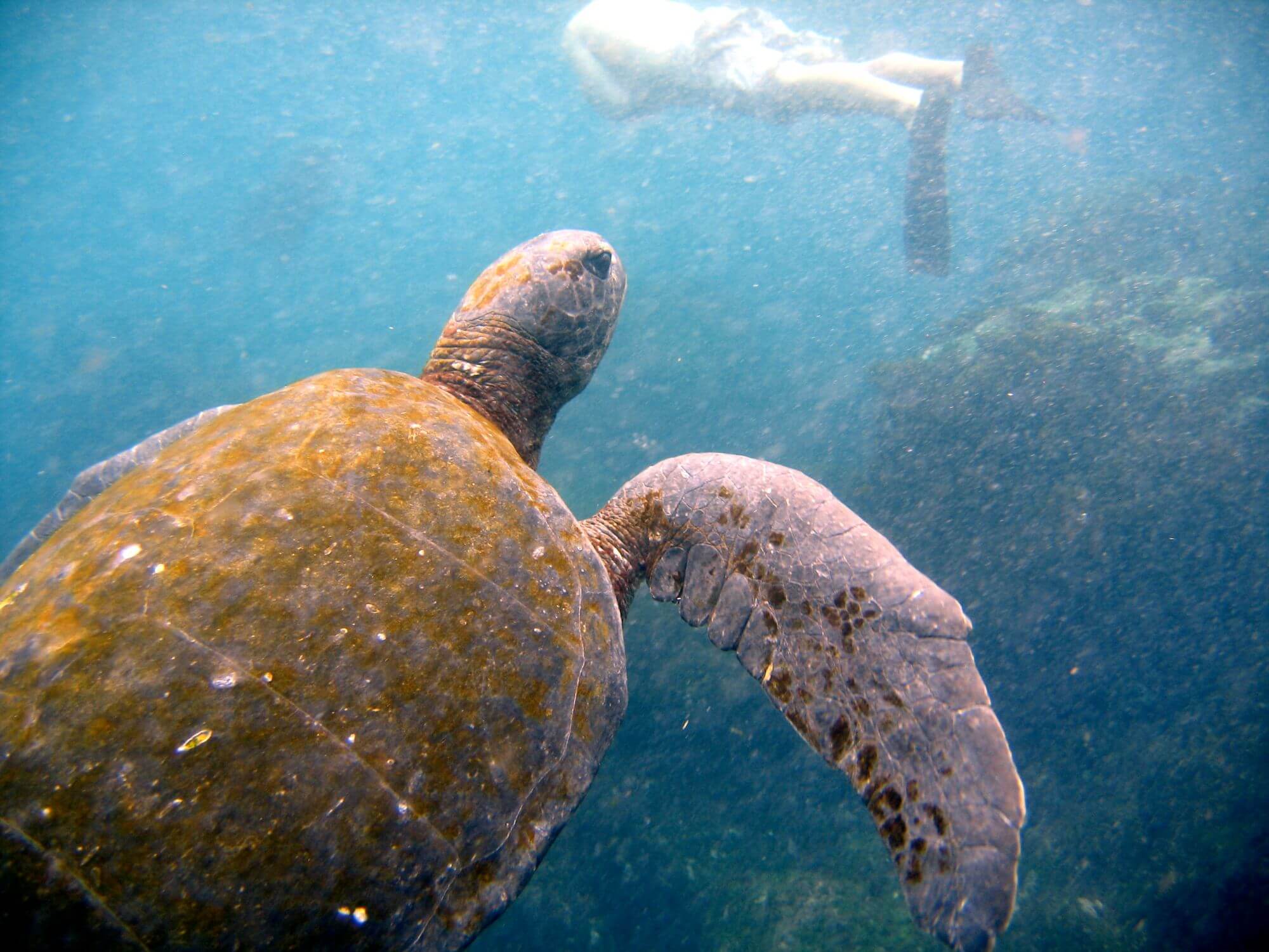 Taquiman-Isabela-Turtle (2)