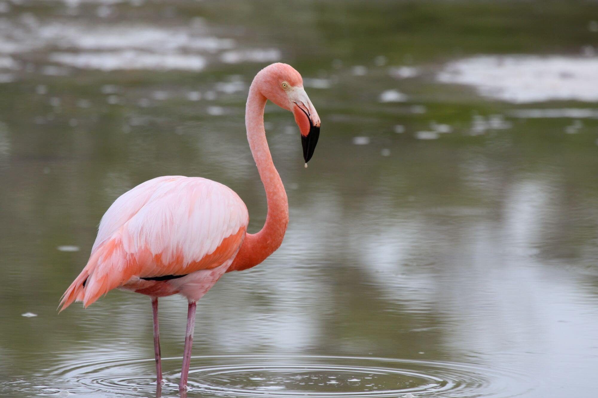 Bedard,Steven-Isabela-Flamingo - 