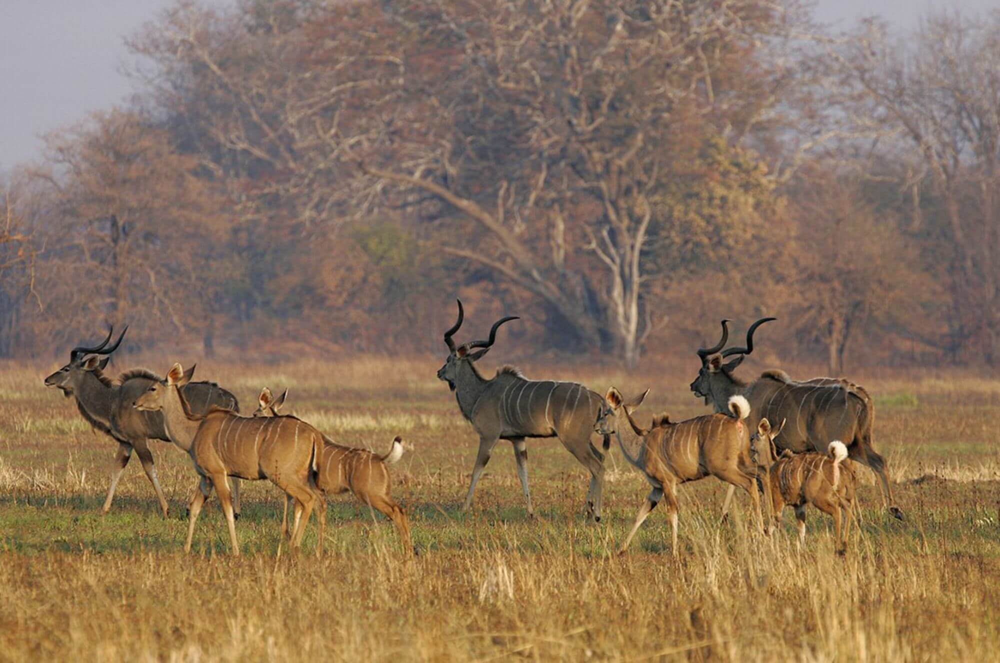 Nanzhila Plain Kudu - 