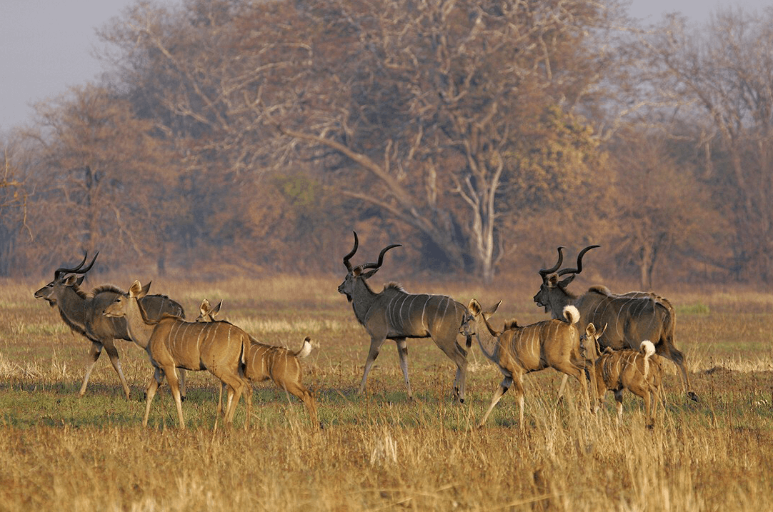 Nanzhila Plain Kudu - 