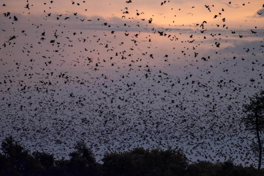 Kasanka Nationalpark