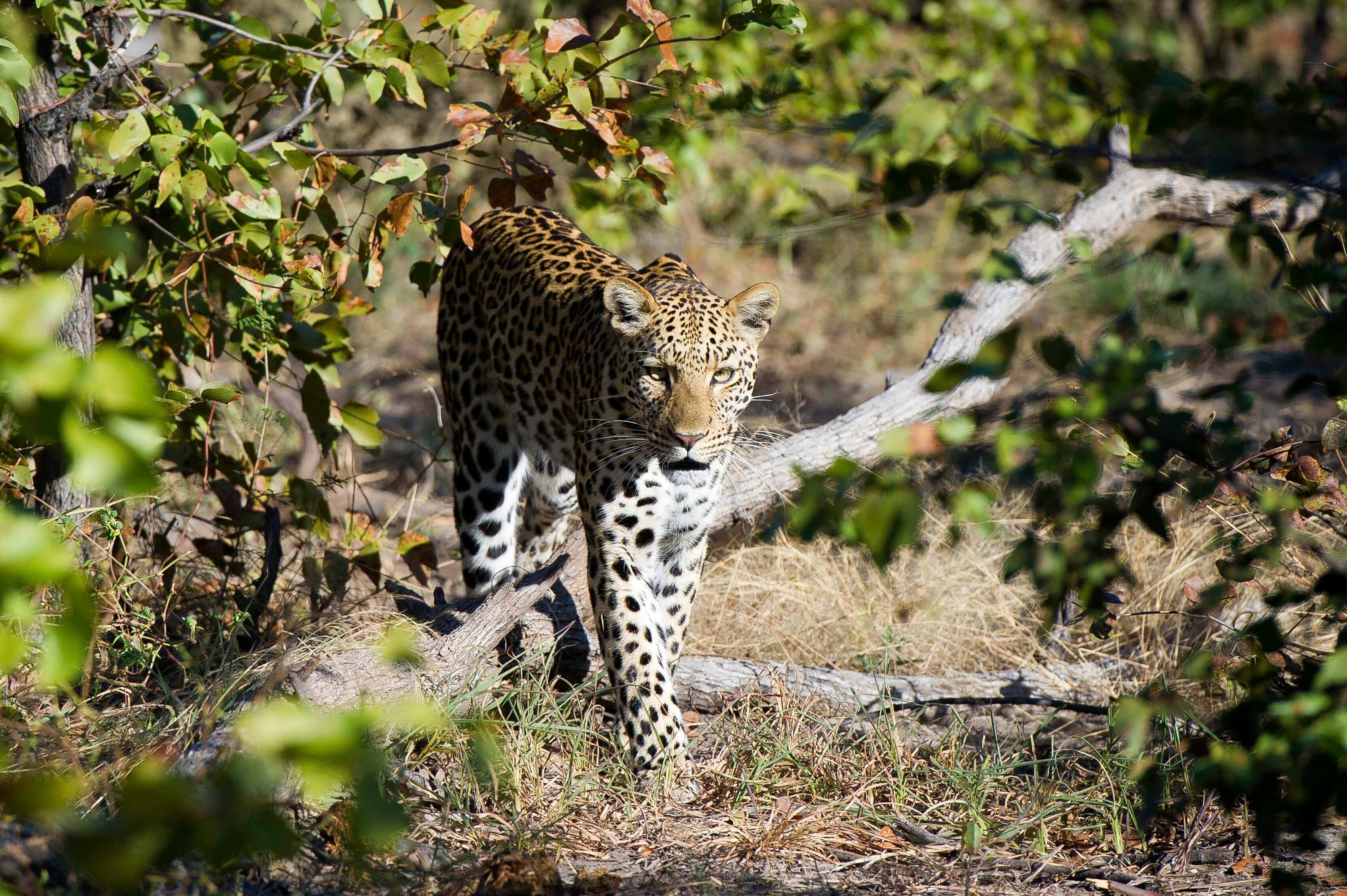 Allen,Dana-WildernessSafaris-Linyanti-Leopard - 