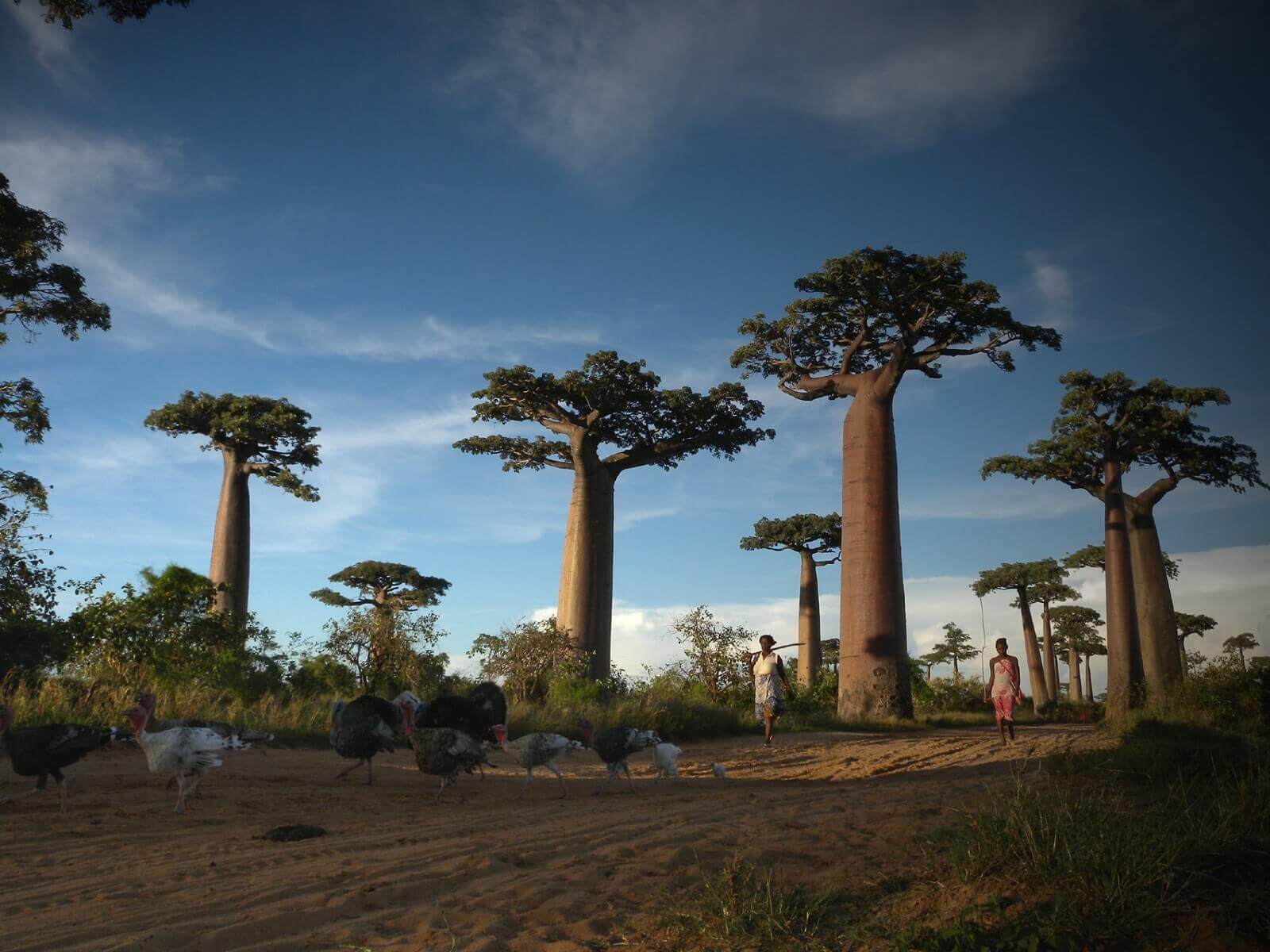 Vassen,Frank-Madagaskar-Baobabsalley (2) - 