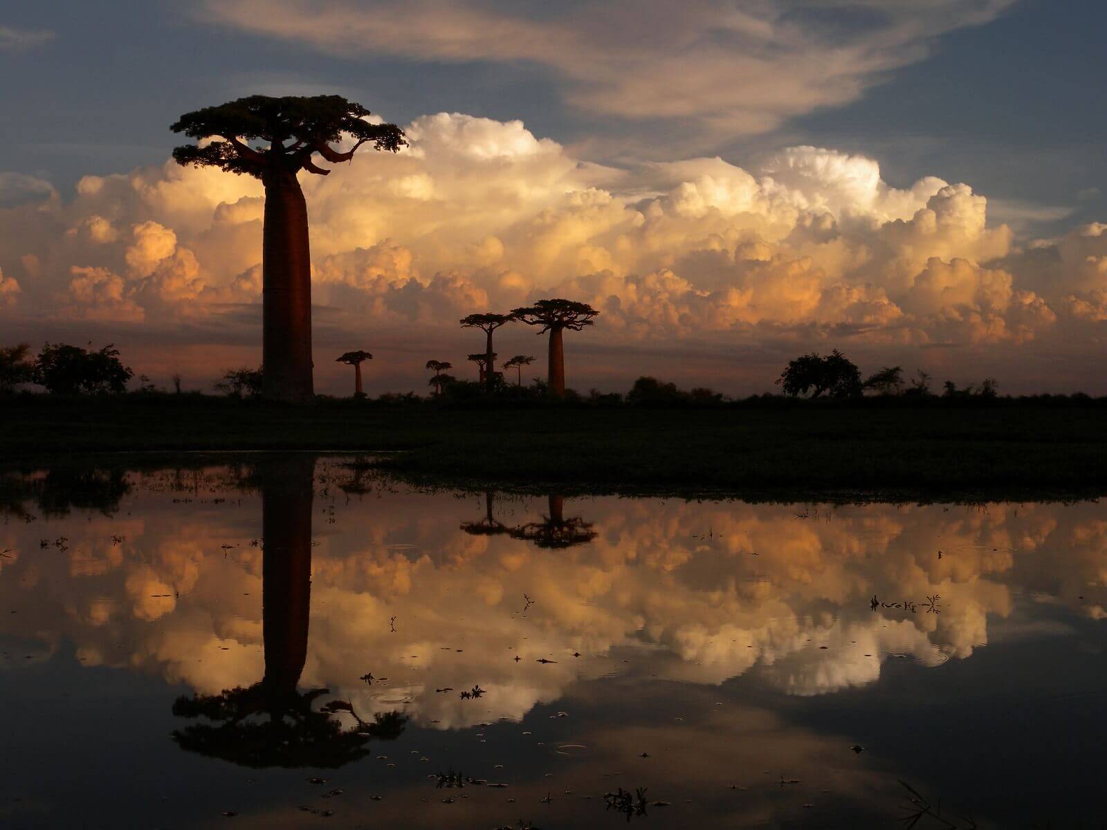 Vassen,Frank-Madagaskar-Baobabsalley - 
