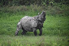 Wild India