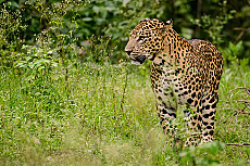Indien Leopard-Safari