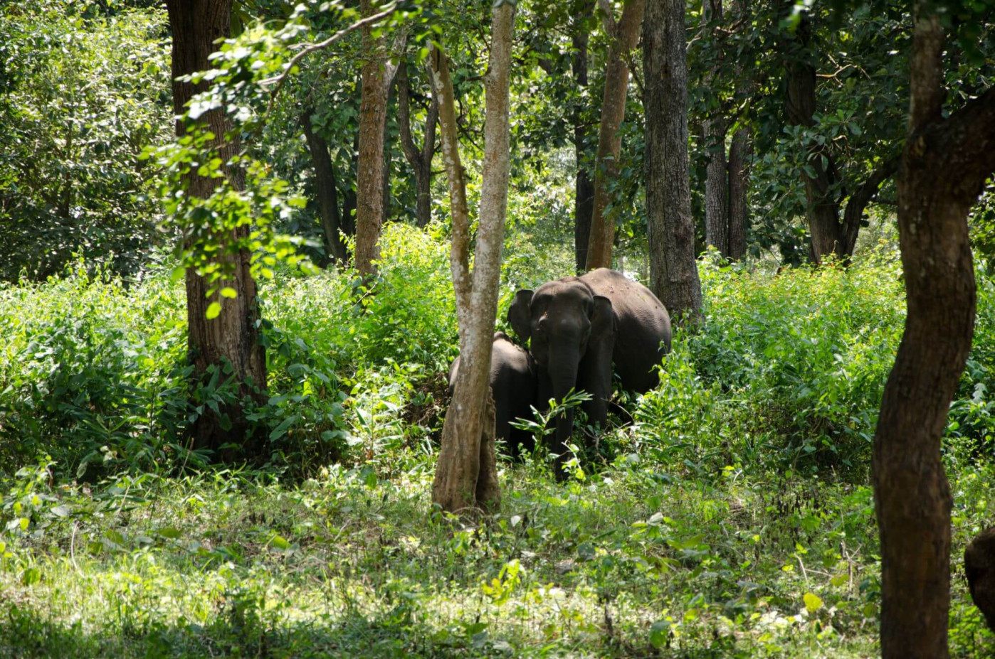 nagarhole national park safari contact number