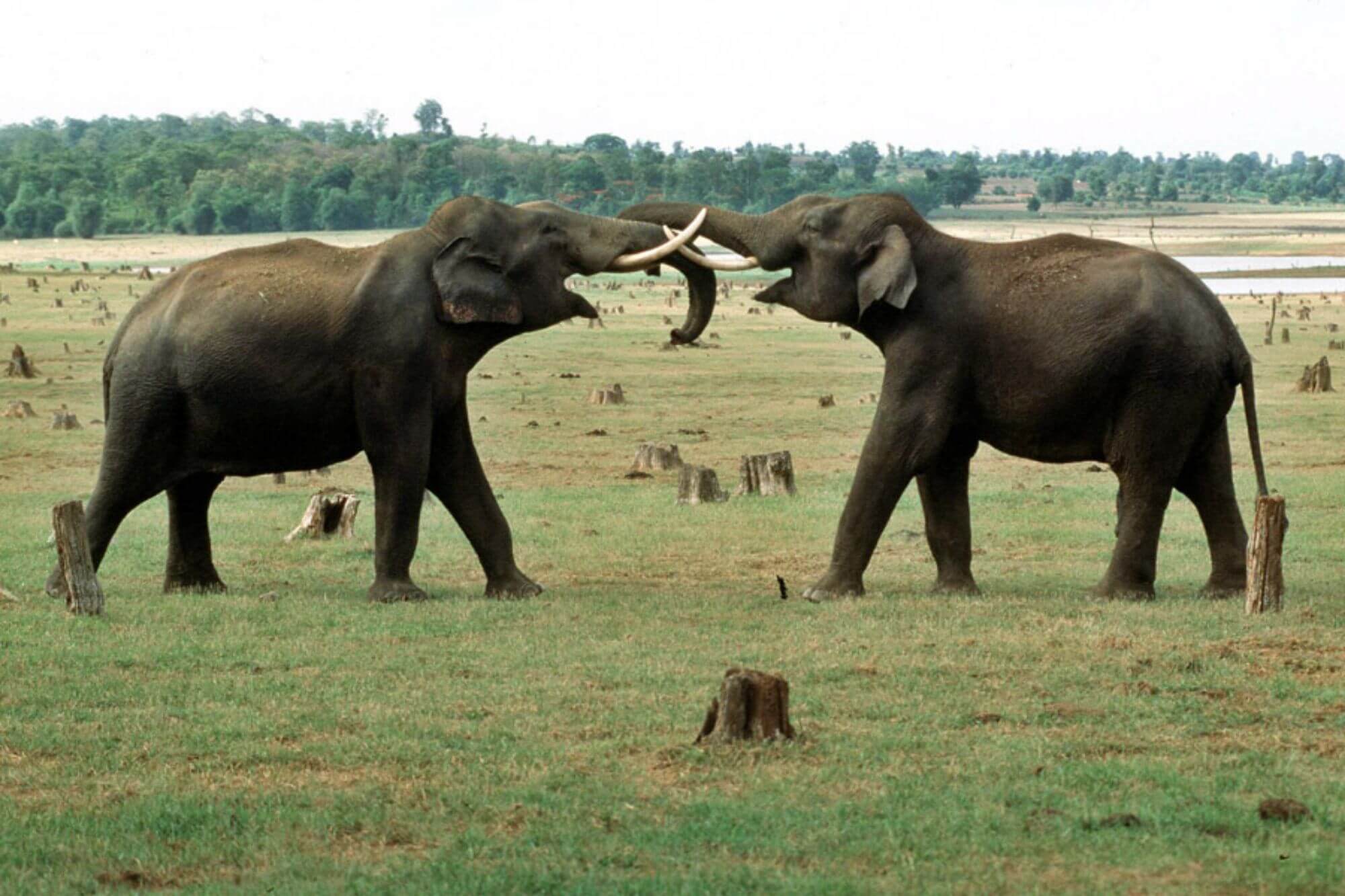 KabiniRiverLodge-Elephants - 