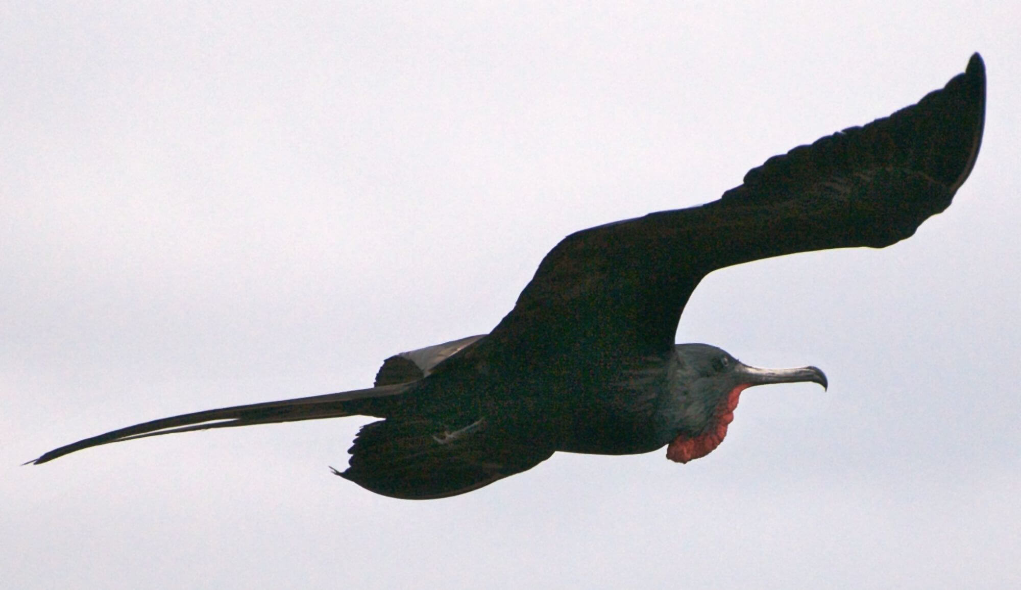 Davey,A-NorthSeymour-Frigatebird