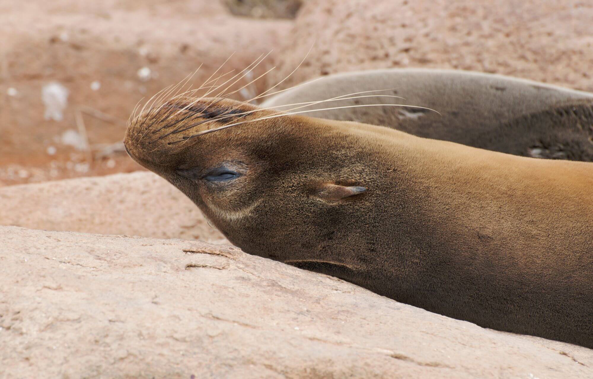 Davy,A-NorthSeymour-Sealion