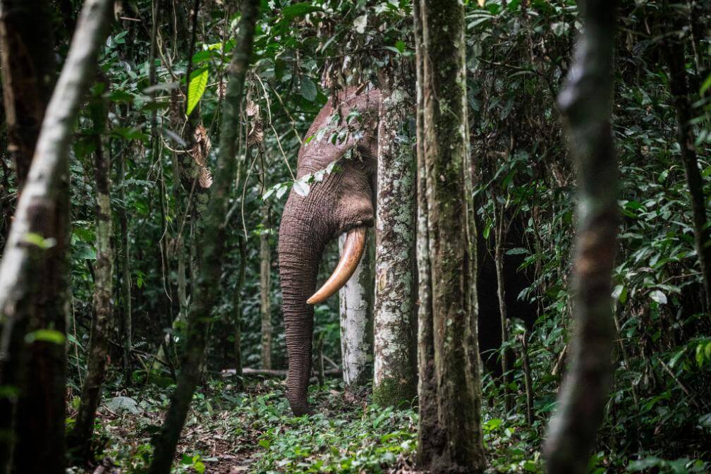 Nouabalé-Ndoki-Nationalpark