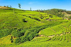 Sri Lanka Essential Safari