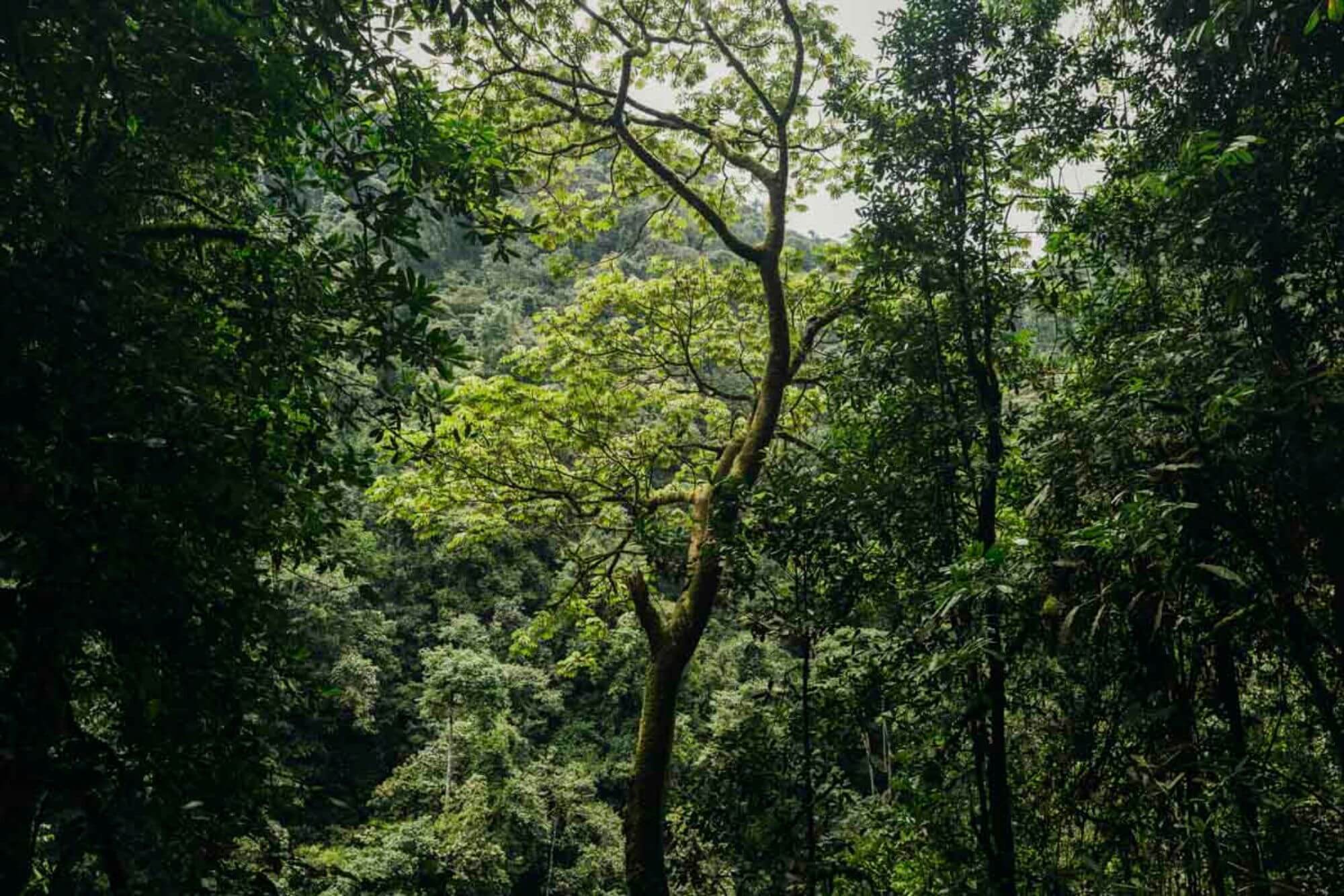 Nyungwe Forest Nationalpark - One and One (18) - 