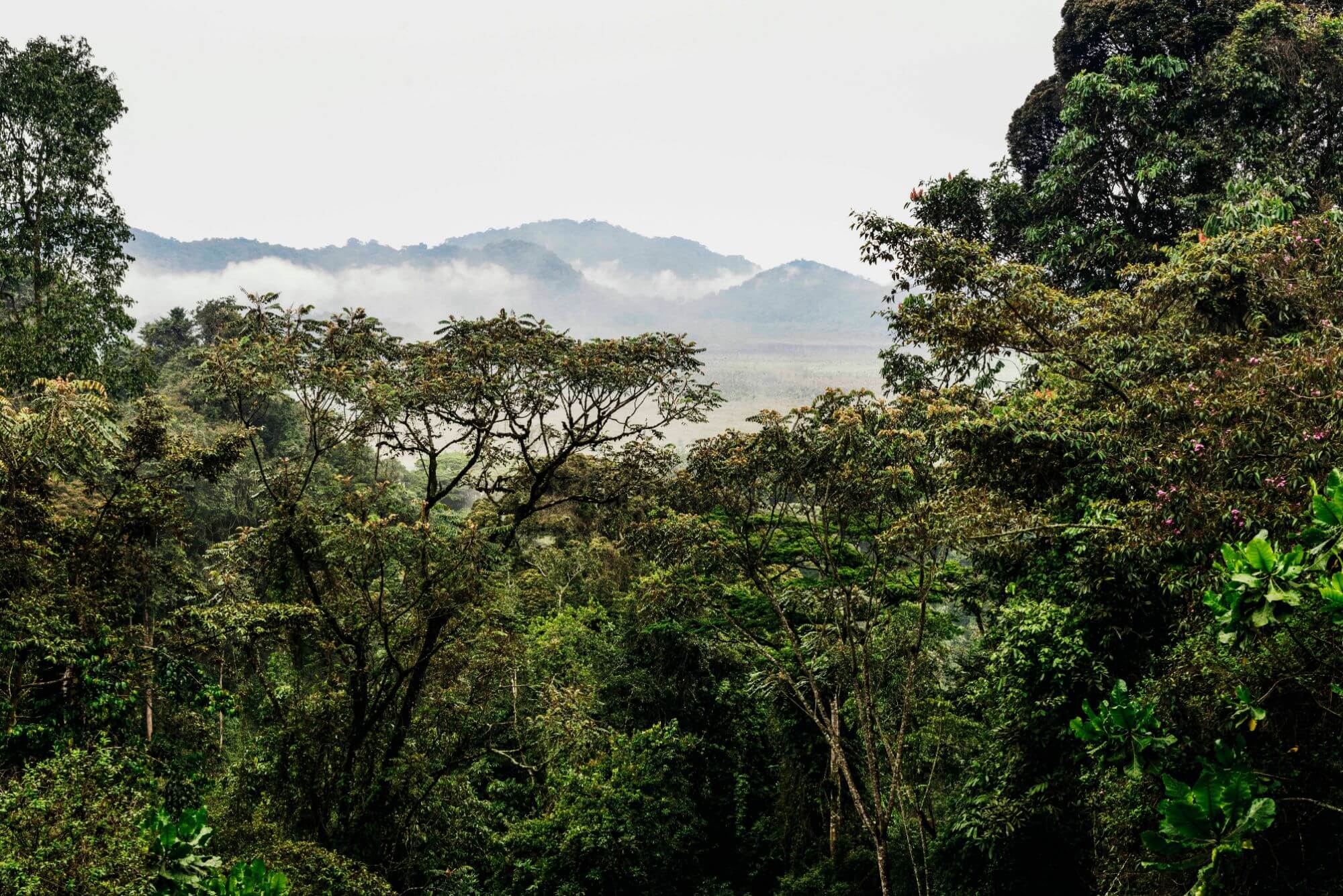 Nyungwe Forest Nationalpark - One and One (24) - 