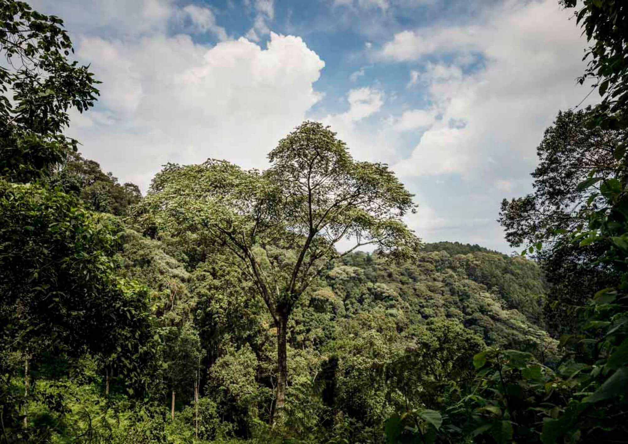 Nyungwe Forest Nationalpark - One and One (1) - 