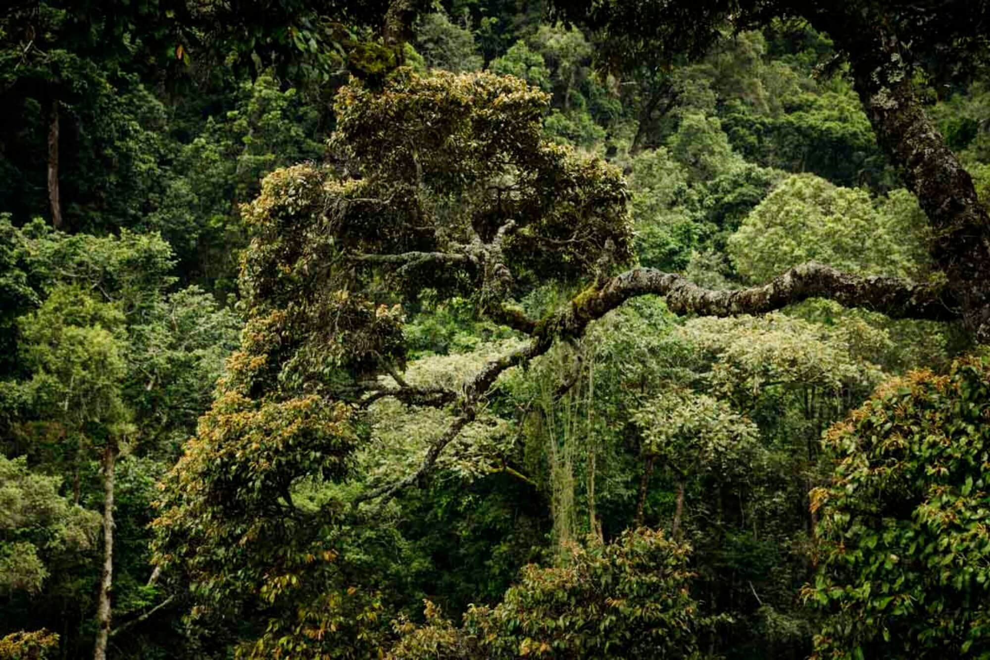 Nyungwe Forest Nationalpark - One and One (2) - 