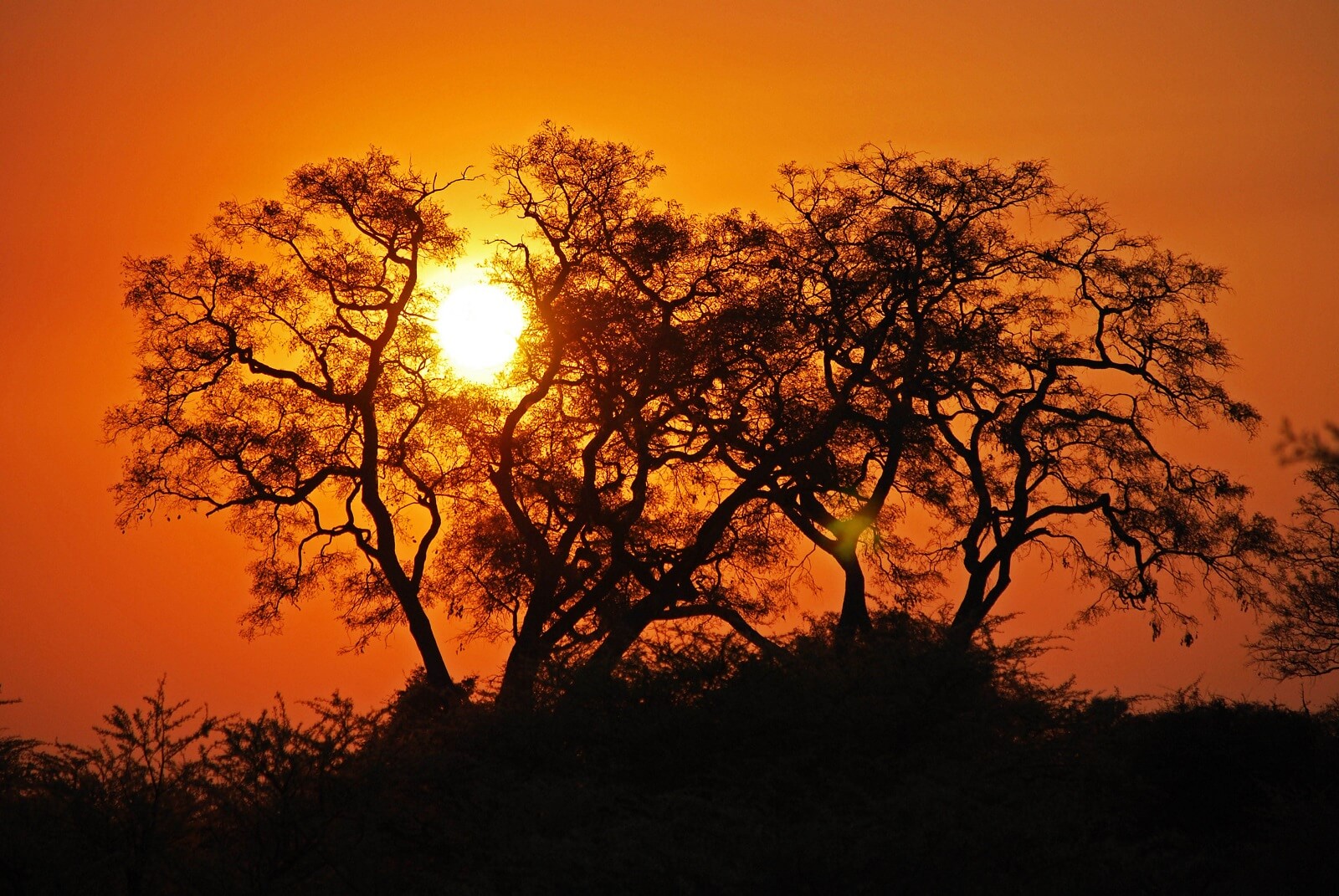 Friedman,Josh-Okavango-Sunset - 