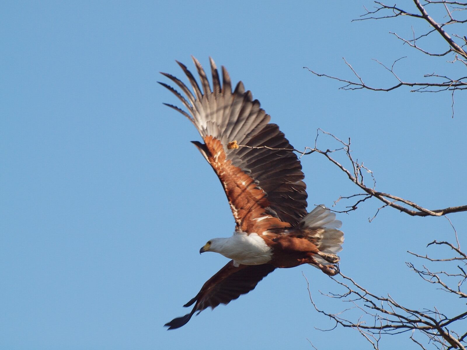 Gusjer-Okavango-Eagle - 