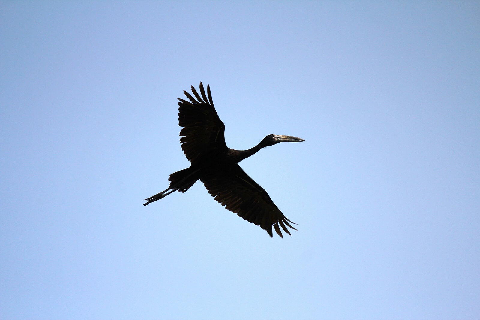Huggett,Ross-Okavango-Bird (2) - 