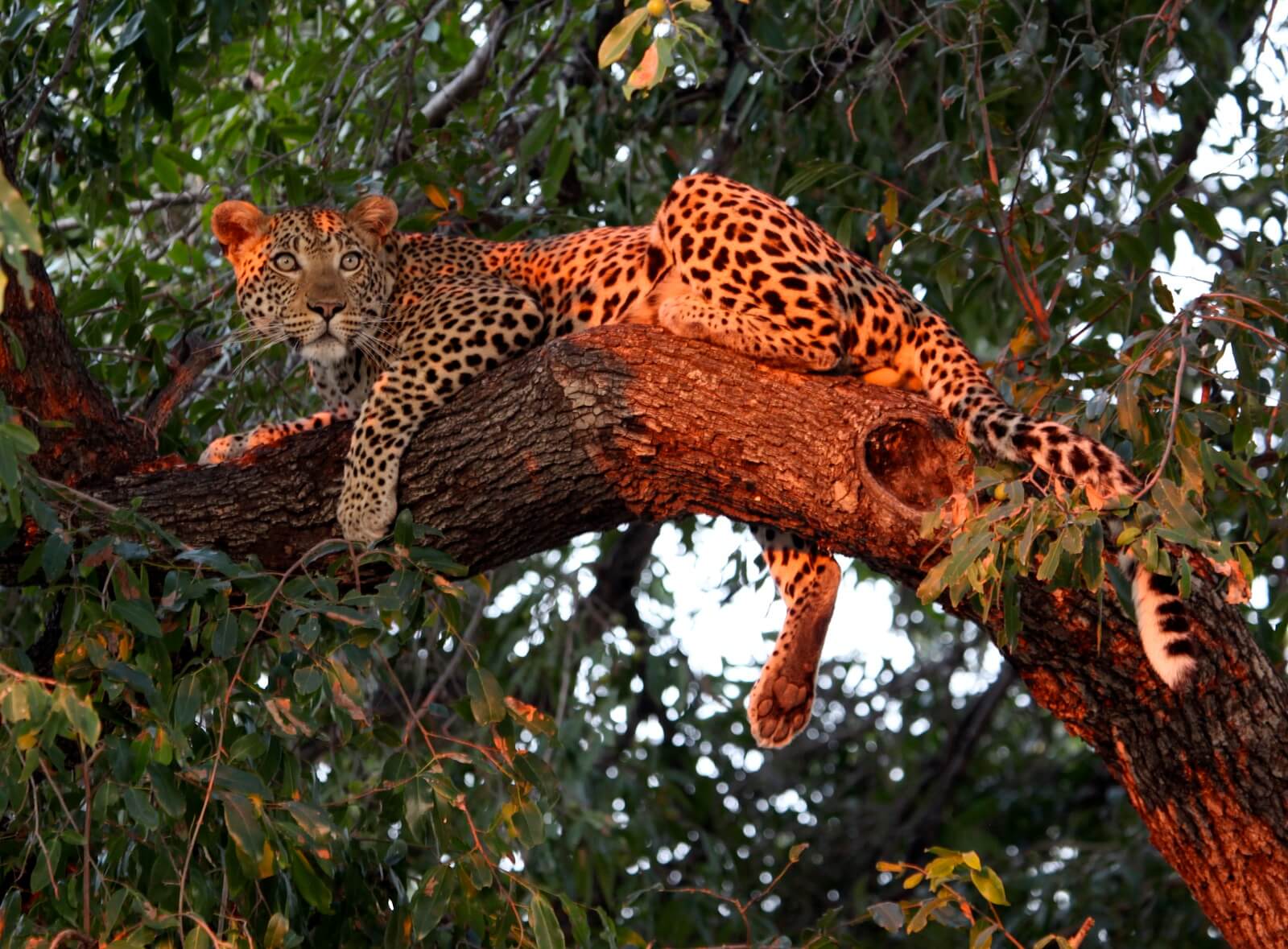 Jurvetson,Steve-Okavango-Leopard3 - 