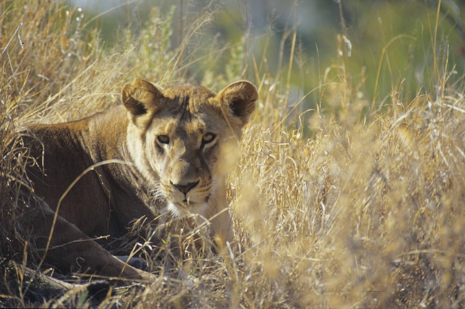 Mazalli-Okavango-Lion - 