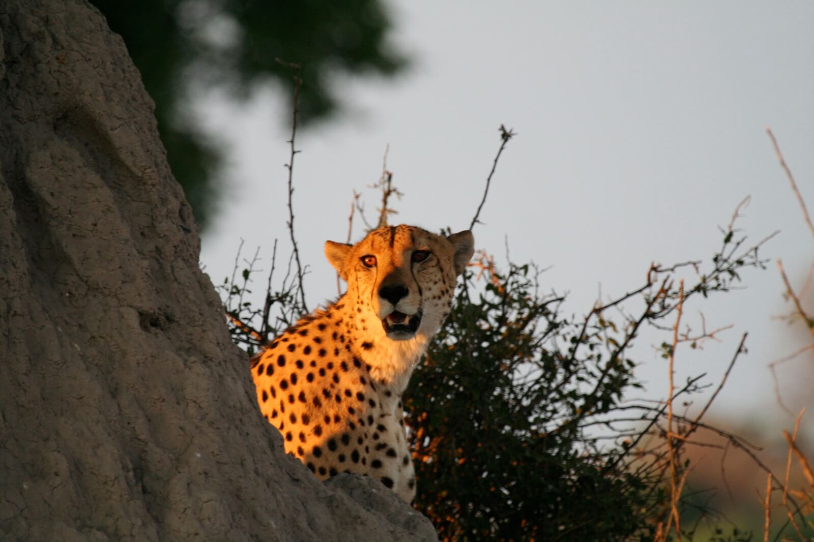 Murphy,Sean-Okavango-Cheetah - 