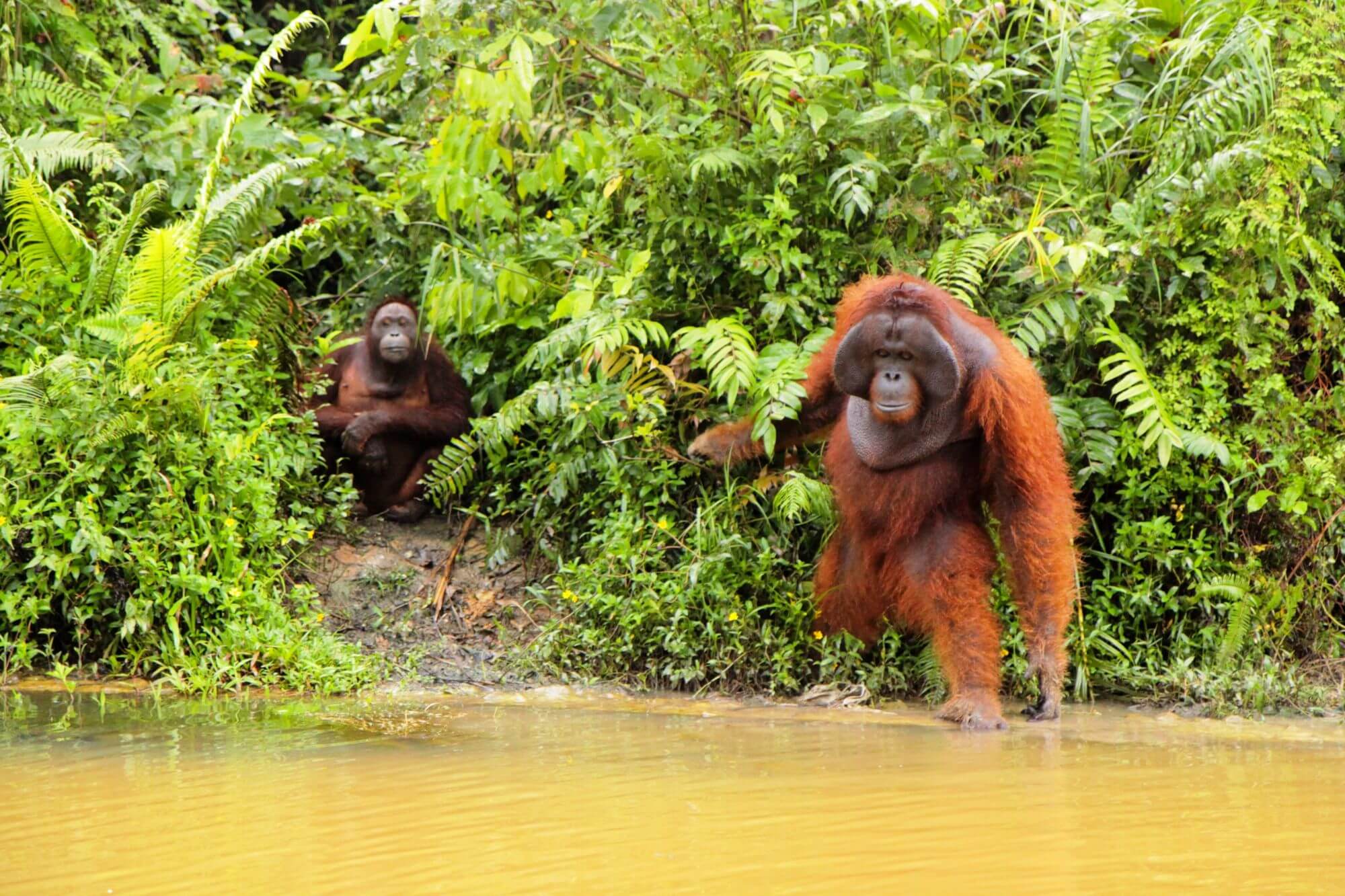 Samboja Lodge-Orangutans - 