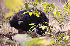 Indien Big Five Grand-Safari