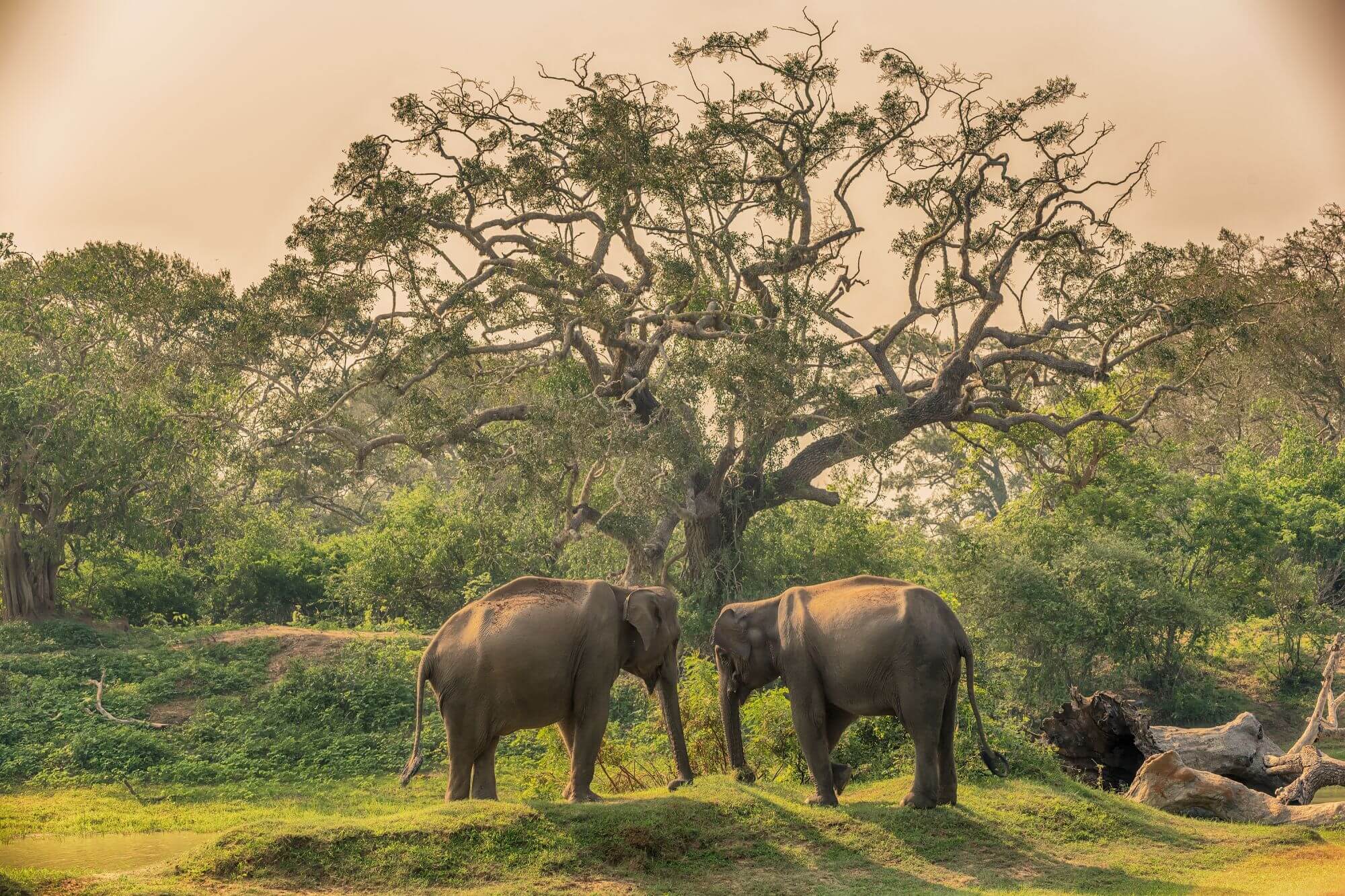Yala Nationalpark - Sri Lanka (9)